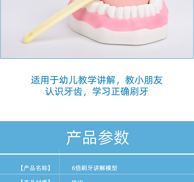 亚马逊牙齿模型 趣味教学用品，助力幼儿口腔健康护理